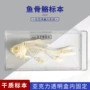 实验骨骼生物教学标本