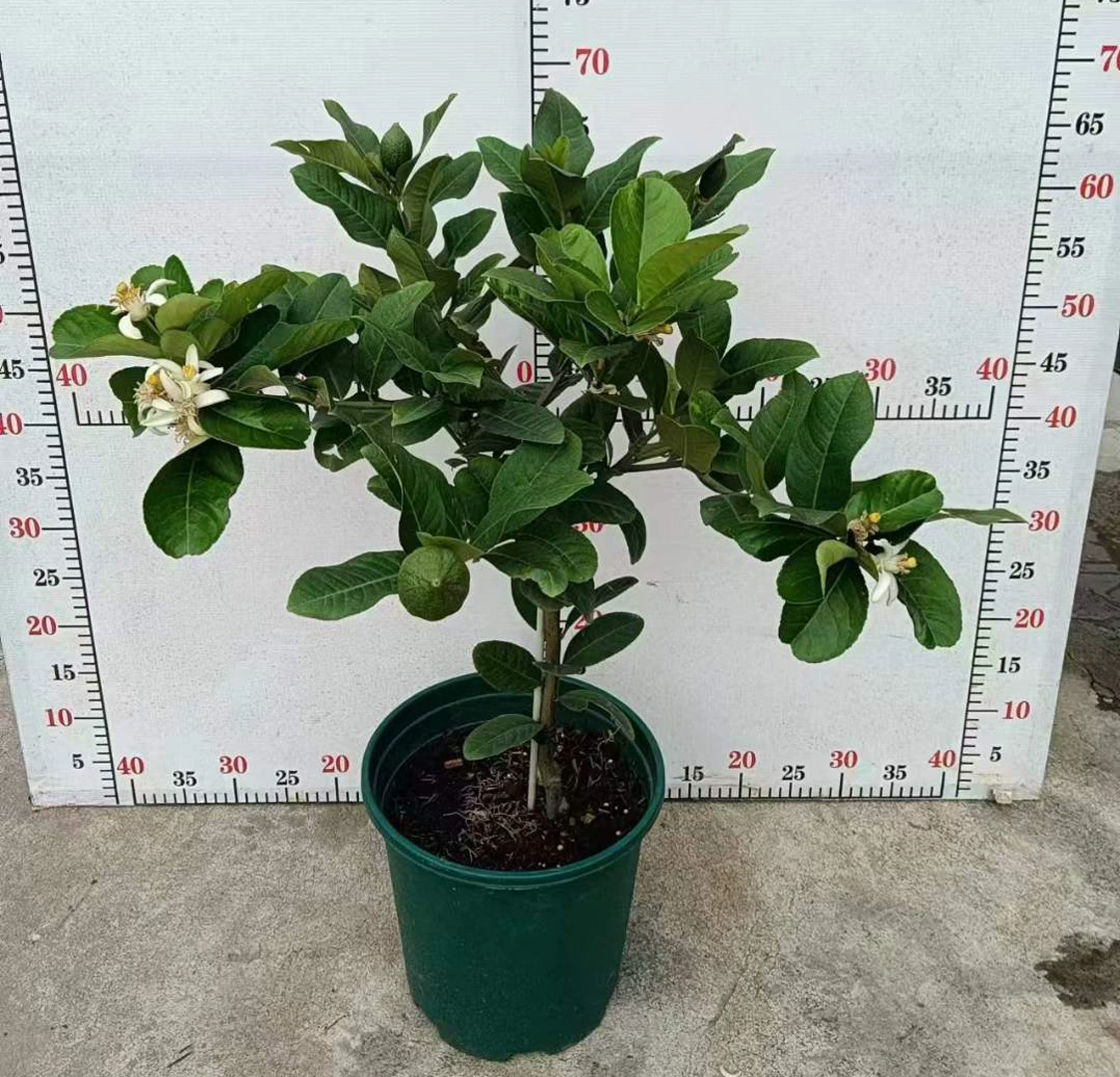 [Базовые прямые поставки] Листва Растения, цветы, Комнатные растения, зеленые растения, 2 галлона Lollipop Type No-Baby Perfume Lemon