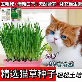 猫草种子土培种植水培种植猫草自种宠物零食四季小麦种子猫咪用品