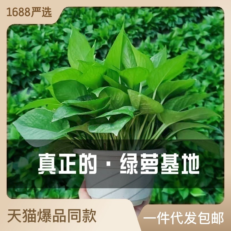 product_picUrl