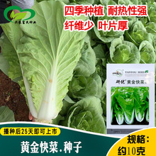 黄金大白菜 黄金大白菜品牌 图片 价格 黄金大白菜批发 阿里巴巴