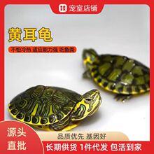 黄耳龟活体小乌龟深水龟 鱼缸混养源头厂家批发 基因纯正全品发货