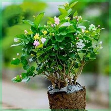 ���򎧻����Դ󻨝���d�ӻ��ܾGֲ�҃�ֲ���ļ����������՚��b�