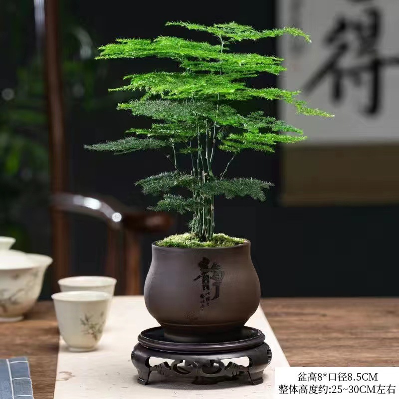 【高品质】文竹+静盆+圆形底座