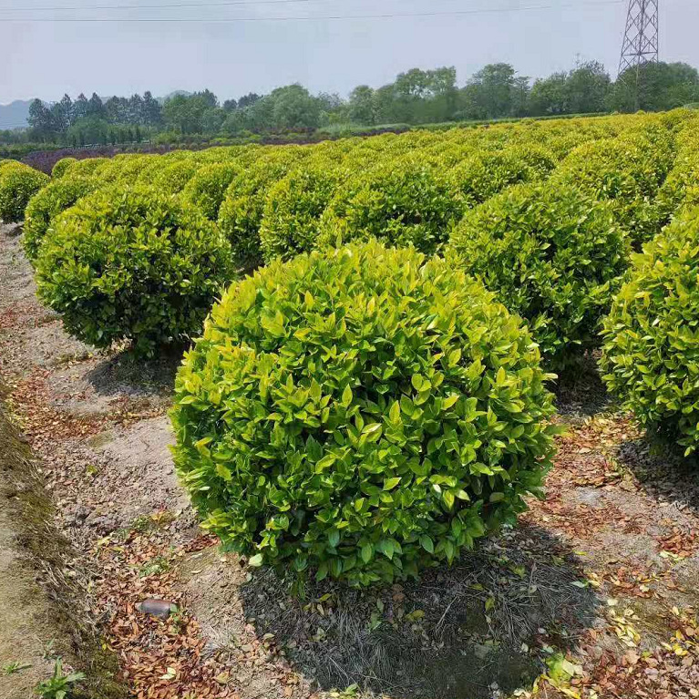 ��ɭŮ����2