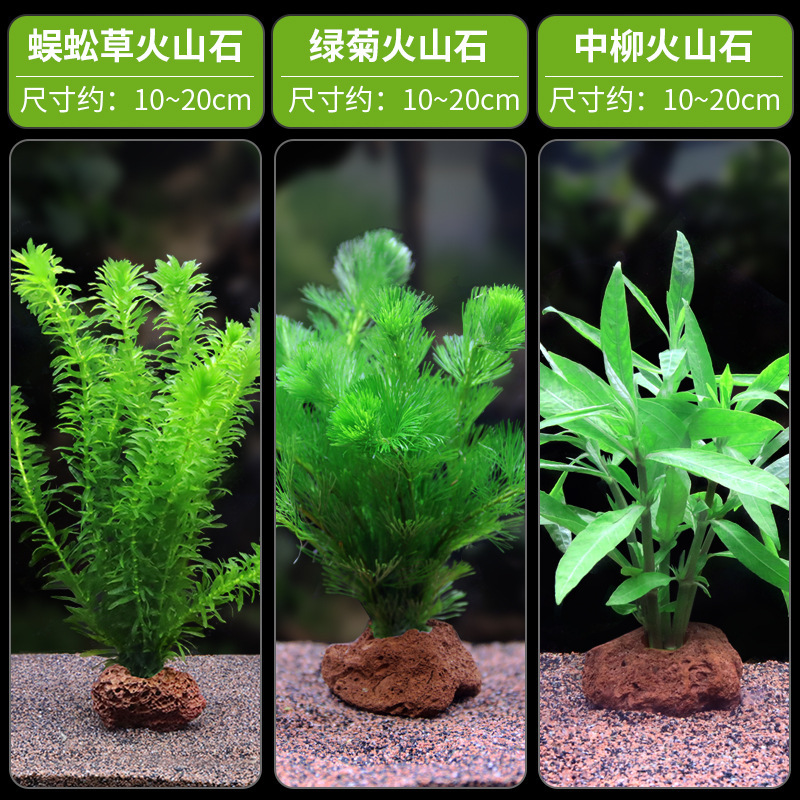 水槽造園パッケージ、水ヤシ、沈木、本物の水、淡水、無土壌植物、酸素化、低パール|undefined