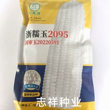 大禹牌浙糯玉2095白色甜加糯玉米种子杂交早熟鲜食甜加糯玉米种籽