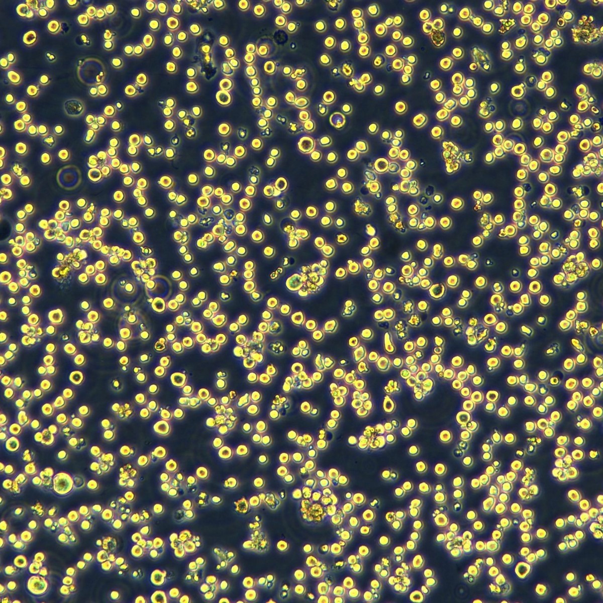 2025-09-18 13:50:10.jpg