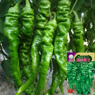 �ݽz���N�������������l��ţ������߲��������r��Ƥ�ѹ��N�����l