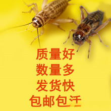 蟋蟀活物蛐蛐白蟋蟀饲料爬虫活食活虫 现货规格齐全包邮包活其他