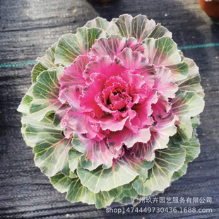 Kale Potted Flower Seedlings, Flower Viewing Plants, Cold-Resistant Florals, Mosaic and Leaves, Garden Flower Viewing, Easy to Live and Durable Green Plants