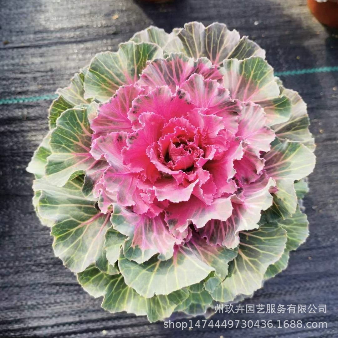 Кале горшечный цветок рассада цветочное растение морозостойкий цветочный сад цветок хороший живой устойчивый Зеленый завод