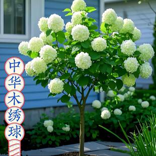 Chinese wood hydrangea tree sapling bucket ball courtyard villa cold-resistant heat-resistant four seasons flowering ball plant greening seedlings