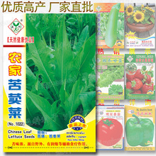 农家苦荬菜种子【苦味浓】油麦菜 苦唛 苦麦菜 蔬菜种子批发 苦荬