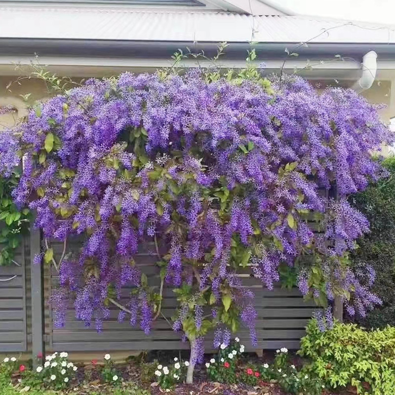 紫藤花树苗爬藤攀爬庭院围墙四季开花植物老桩盆栽花苗藤蔓紫藤萝