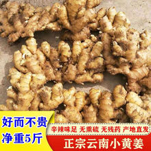 云南老姜生姜新姜土黄姜农家生姜小黄姜月子姜包邮