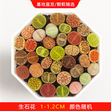 ������ʯ�����跬�ӿ�ʯ����ƨ�ɻ�����ˮ��ֲ�ﻨ�����Դ�ĸ��