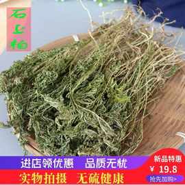 新货石上柏地侧柏梭罗草地梭罗金龙草深绿卷柏晒干