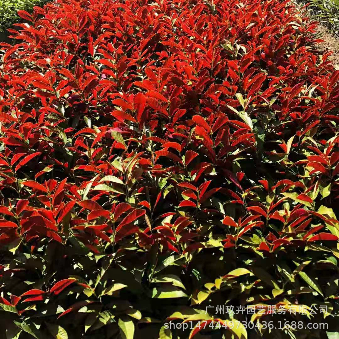 Красная коричная трава Рассада Сад Цветочная стеклянная клумба Посадка