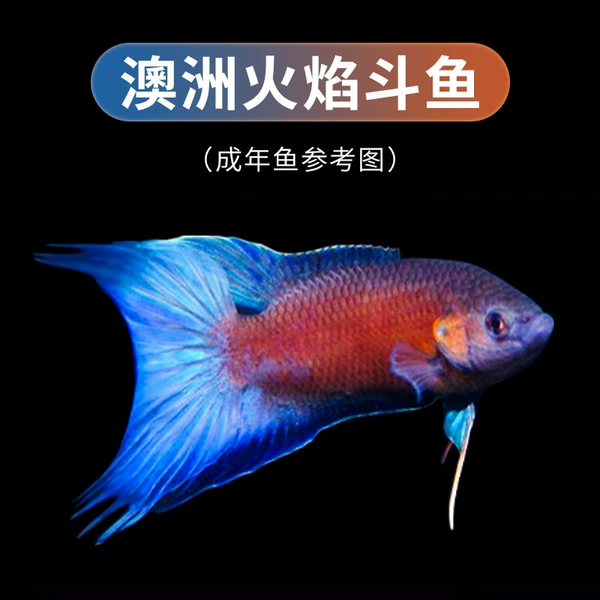 For beloved, 7-8cm, 5-6cm