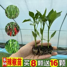 辣椒种苗薄皮椒螺丝椒长线椒灯笼椒朝天椒小米椒甜椒四季秧苗种植