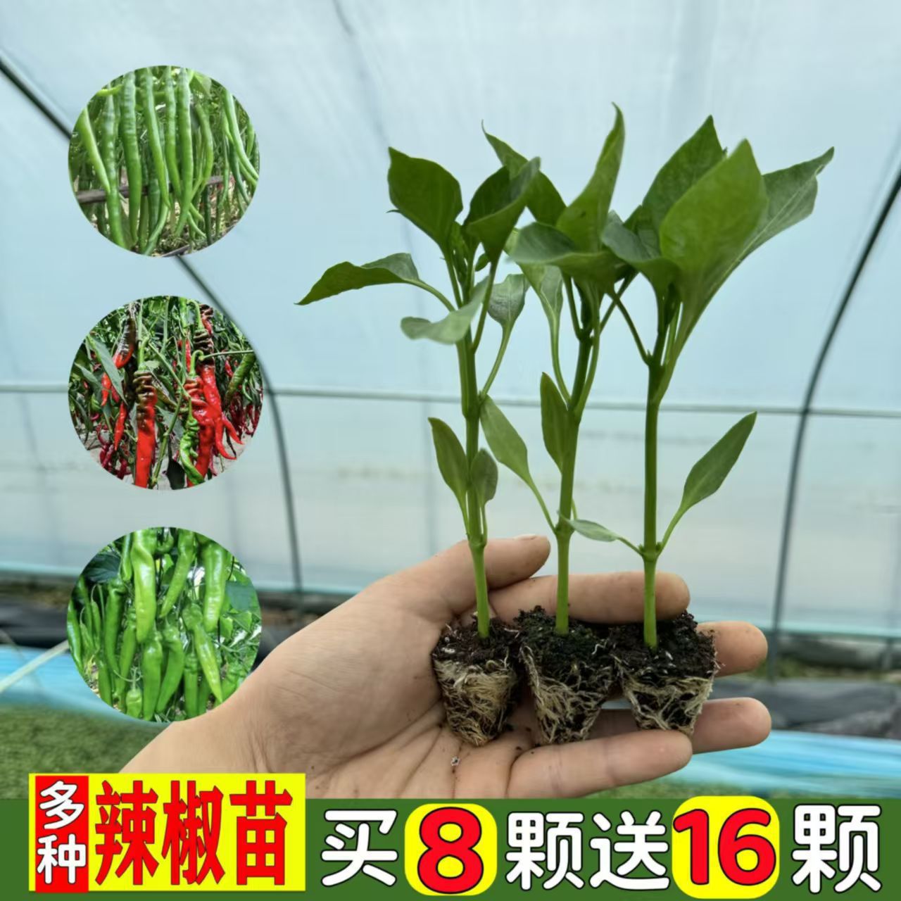 辣椒种苗薄皮椒螺丝椒长线椒灯笼椒朝天椒小米椒甜椒四季秧苗种植