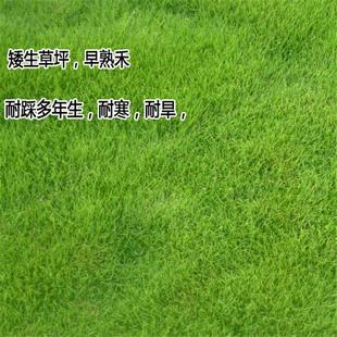Cold-Resistant and Drought-Tolerant Early-Maturing Grass Lawn Seeds, All-Season Green Maintenance-Free Landscaping Turf Grass Seeds for Courtyard Villa Slope Protection