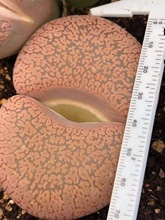 ����ֲ����ʯ����݆��ĸ��С��Ⱥ������ƷС�F؛Ó���l���˾�Ʒ