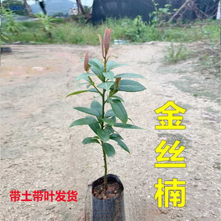Four-Season Evergreen Sichuan Golden Nanmu Saplings, Nanmu Saplings with Soil Potted Small Leaves, Large Trees, Precious Courtyard Greening