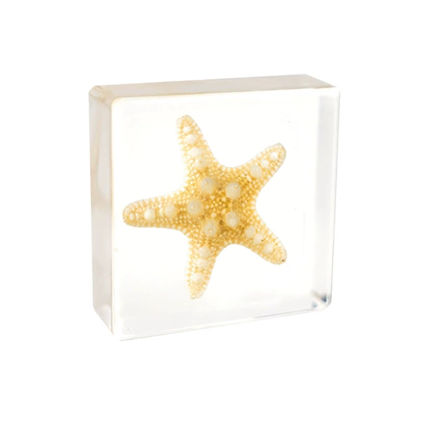 3.8cm small square starfish