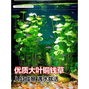 �~�X�ݲ���ˮ��ֲ�������҃���ؔ�Gֲ�ļ����B�͏dˮ�B���X�ݷN��