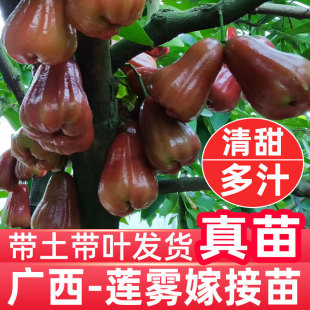 特大レンブ取木苗木 台湾黑金剛 蓮霧