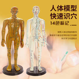 中医经络人模针灸全身人体模型男女皮人教学全身穴位图小铜人人模