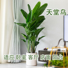 客厅室内绿植办公室吸甲醛客厅鹤望兰天堂鸟盆栽大型植物净化空气