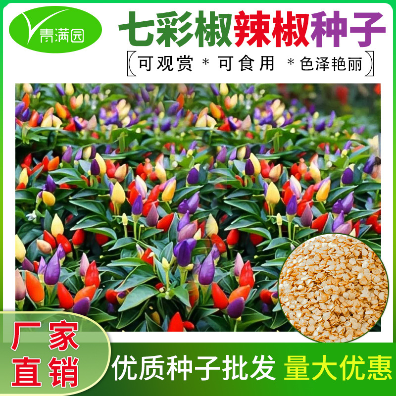 批发七彩椒盆栽五彩椒易种易活开花不断四季室外农田菜园辣椒种子
