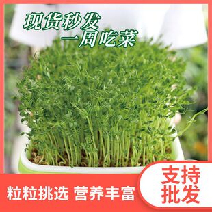 ѿ���ˮ���̨�N���㶹���㶹��ѿ�˷N�����r����ˮ���߲˷N��