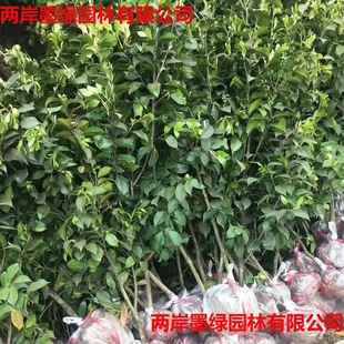 �������l�軨���� ͥԺ�G���t���軨���� Ʒ�NҎ���Rȫ�軨��