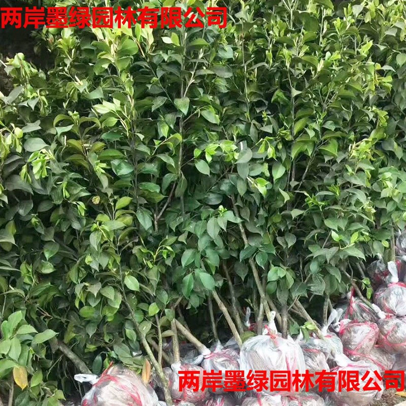 Оптовые поставки саженцев камелии для основания, озеленения двора, красные саженцы камелии, полный ассортимент и характеристики деревьев камелии.