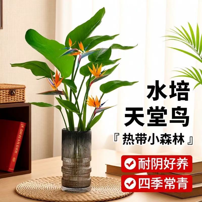 水培植物天堂鸟绿植盆栽花卉植物室内客厅无土水培龟背竹四季常绿