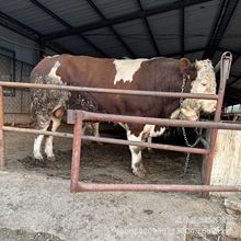 江西哪里有改良肉牛 江西西門塔爾牛犢養殖成本魯西黃牛養殖場