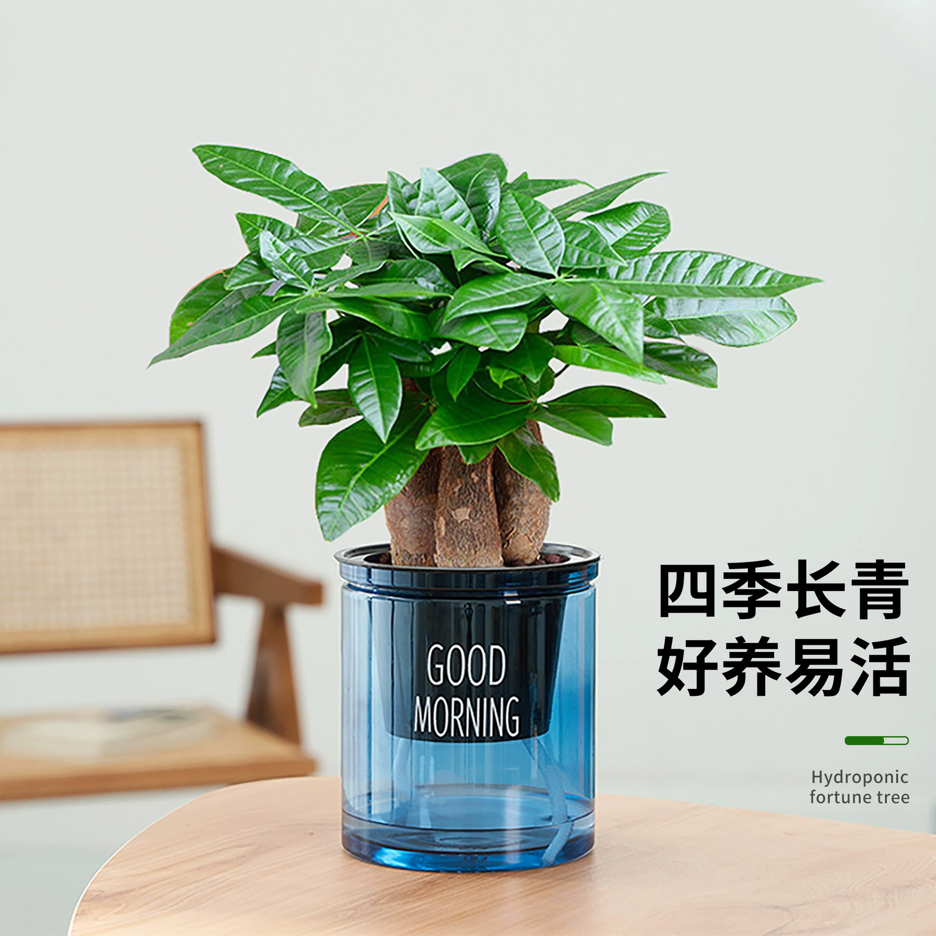 Гидропонное денежное дерево, маленькое горшечное растение с тремя стеблями в офисе, привычное для привлечения богатства и легкое в уходе бонсай, цветочные и зеленые растительные украшения