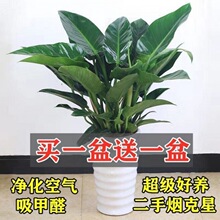 大叶 金钻 四季常青吸甲醛植物花苗大型绿植盆栽室内高档盆景花卉