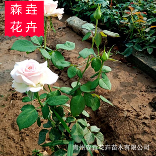 ���¼� �������l��ɫ�¼��� ��������������ă����l���¼���