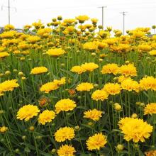 lݻNӴ󻨽uշNӶļN׻Ѿ^N