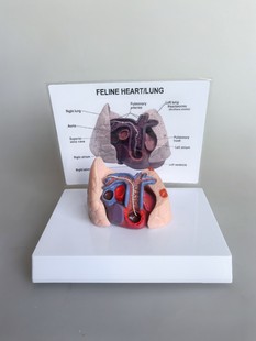 Cat Heart Cat Heart Filarial Model Cat Heart Blood Vessels and Lungs Model
