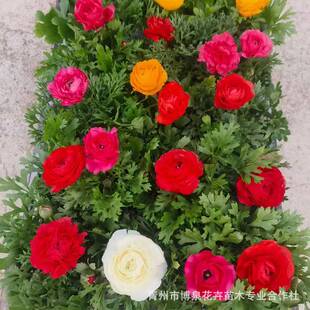 �������~ĵ�����Ի��جF؛ ���l��ëݢ �޸����� �G�� ɫ���t�Sɫ