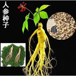 Wholesale Ginseng Seeds Wild Ginseng Radix Pseudostellariae Radix Pseudostellariae Northeast Ginseng Seed Potted Plants