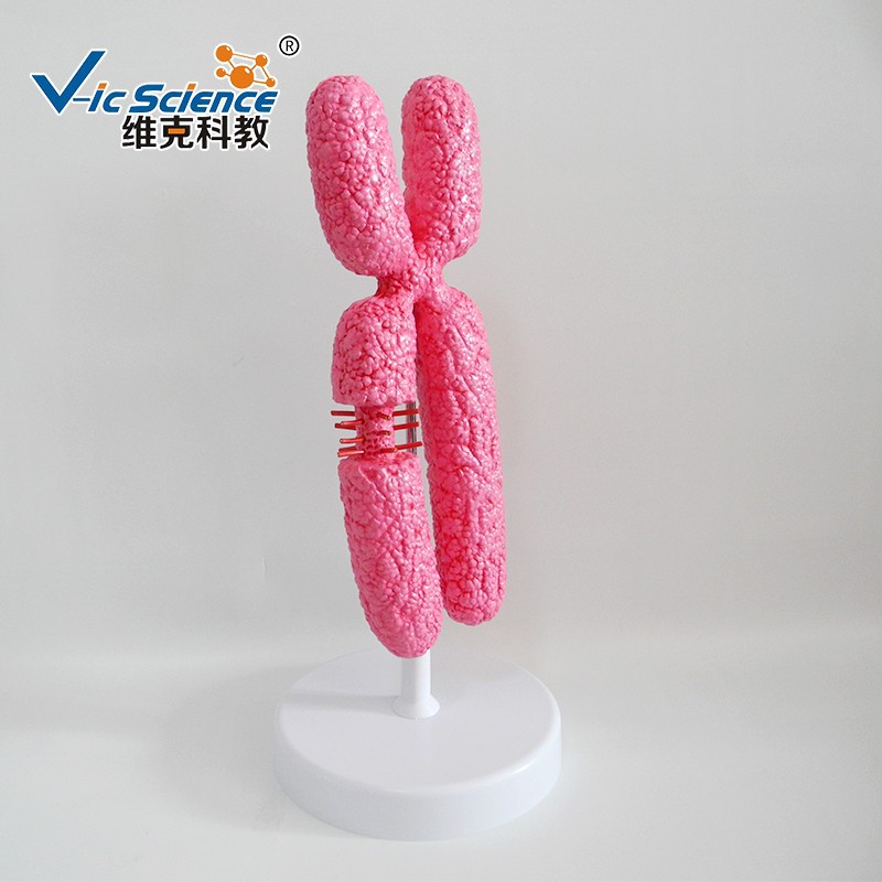 医学教学展示 生物遗传学 染色体模型10000倍放大