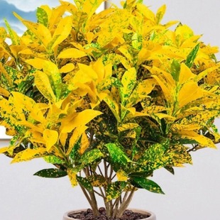 �����S���f�����Ԟ�����׃�~ľ�߲��~�����҃��̨��ֲؔ��