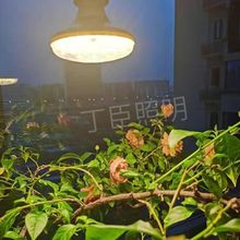 LED植物生长灯仿太阳光花卉绿植补光灯苔藓多肉火龙果菊花果蔬